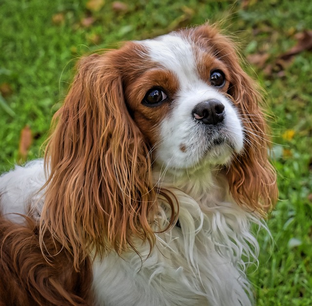 Porträt eines Cavalier King Charles Spaniels mit seidigem Fell – eine elegante und liebevolle Hunderasse.