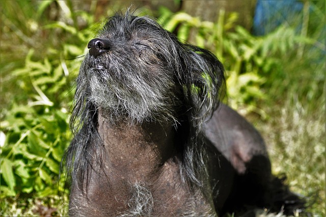 Chinesischer Schopfhund mit dunklem Fell, der entspannt in der Sonne liegt, umgeben von grünem Laub und natürlicher Umgebung.