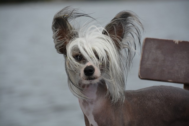 Chinesischer Schopfhund mit auffälligem weißem Kopfhaar und großen Ohren, vor einem unscharfen, graublauen Hintergrund.