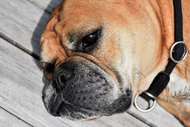 Continental Bulldog schläft entspannt auf einer Holzterrasse.