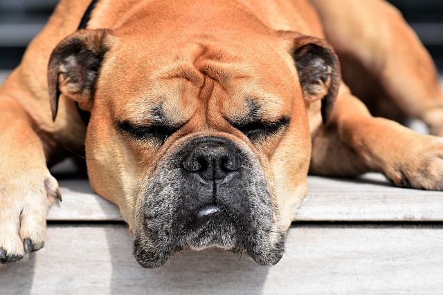 Continental Bulldog schläft entspannt auf einer Holzterasse.