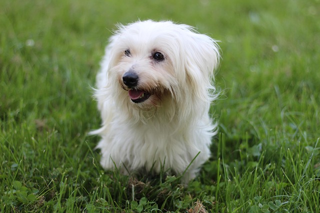 Ein Coton de Tulear mit strahlend weißem, flauschigem Fell steht auf einer grünen Wiese und schaut fröhlich in die Kamera.