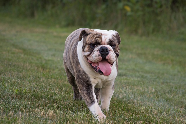 Englische Bulldogge läuft entspannt über eine Wiese – beliebter Familienhund mit markantem Aussehen.