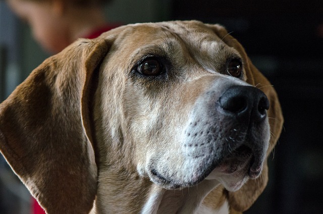 Nahaufnahme eines English Foxhound mit aufmerksamem Blick und sanften Gesichtszügen.