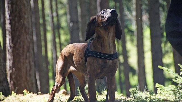 Hannoverscher Schweißhund mit Geschirr, aufmerksam in einem sonnigen Wald stehend.