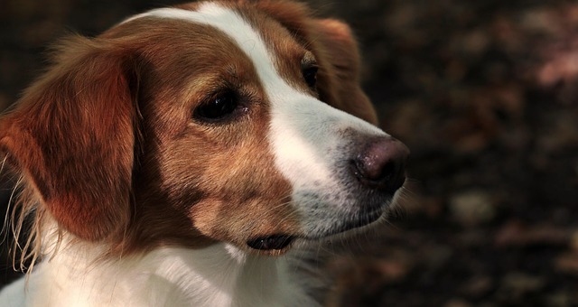 Porträt eines Kooikerhondje-Hundes mit aufmerksamem Blick – ideale Familien- und Jagdbegleithunderasse.