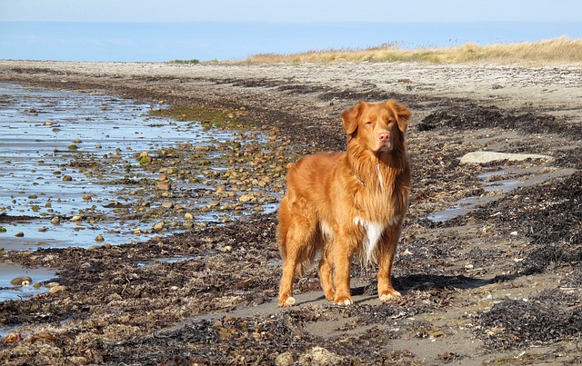 Ein Nova Scotia Duck Tolling Retriever steht am sandigen Ufer eines Strandes, umgeben von Kieseln und Algen, mit Blick in die Ferne.