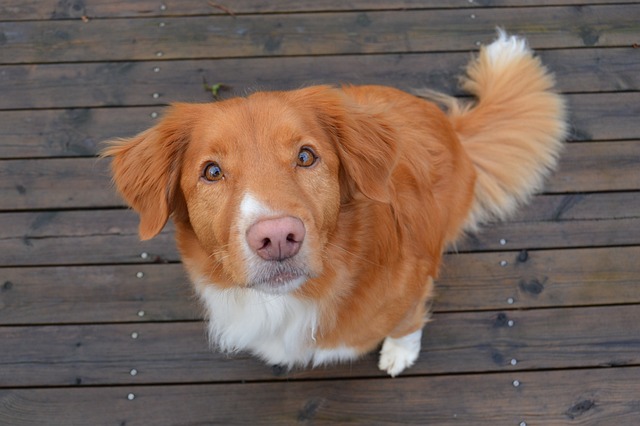 Ein Nova Scotia Duck Tolling Retriever sitzt auf einer Holzterrasse und blickt mit neugierigem Blick nach oben.