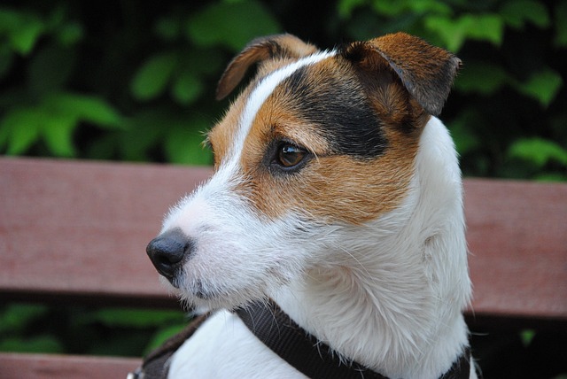 Ein Parson Russell Terrier im Portrait, mit aufmerksamem Blick zur Seite gewandt. Der Hintergrund ist grün und sommerlich.