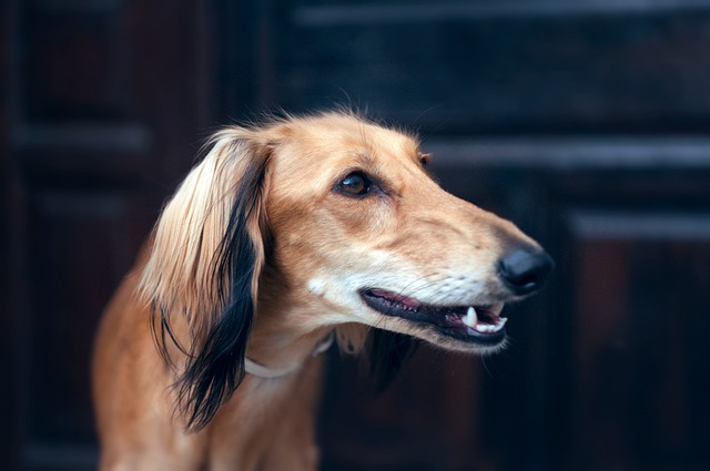 Ein Saluki in einer Nahaufnahme, elegant und aufmerksam, mit einem Hintergrund aus dunklem Holz.