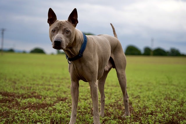 Ein Thai Ridgeback steht aufmerksam auf einem grünen Feld mit bedecktem Himmel im Hintergrund.