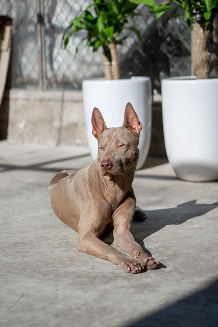 Ein Thai Ridgeback entspannt in der Sonne auf einer Betonfläche, umgeben von modernen Pflanzentöpfen.