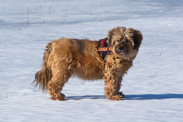 Tibet Terrier mit braunem Fell und schwarzer Kennzeichnung, stehend im Schnee unter klarem Himmel.