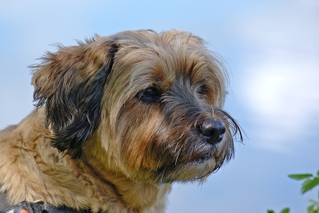 Tibet Terrier mit braun-schwarzem Fell, seitliches Porträt vor blauem Himmel.