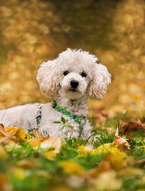 Ein weißer Zwergpudel mit lockigem Fell, sitzend auf einer herbstlichen Wiese voller bunter Blätter