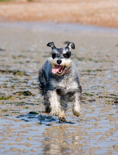 Ein fröhlicher Zwergschnauzer läuft auf sandigem Untergrund am Wasser entlang. Der Hund hat graues Fell mit dunklen Akzenten und trägt ein rosa Halsband. Seine Zunge hängt heraus, und er scheint viel Spaß zu haben.