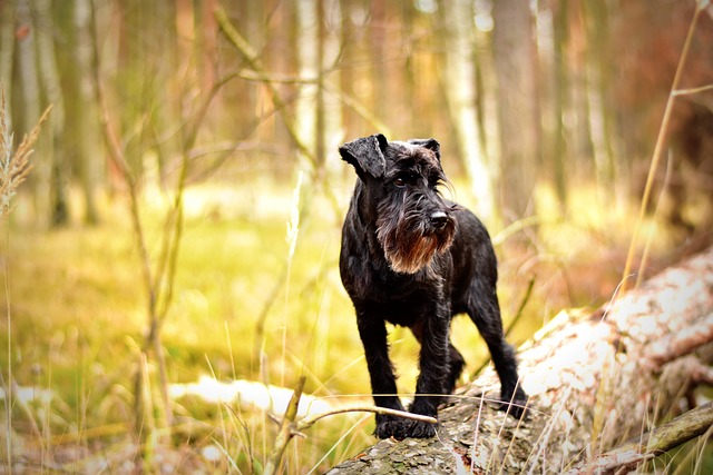 Ein eleganter schwarzer Zwergschnauzer steht auf einem umgefallenen Baumstamm im Wald. Die herbstliche Umgebung im Hintergrund ist leicht verschwommen und zeigt Bäume und Gras.