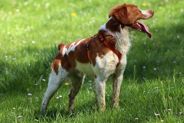 Ein Alar Brittany Spaniel steht aufmerksam auf einer grünen Wiese, mit einem fröhlichen Ausdruck und heraushängender Zunge.