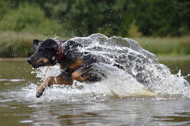 Ein Beauceron, der voller Energie durch das Wasser sprintet, spritzendes Wasser um ihn herum.