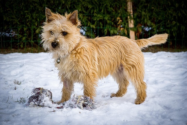 Ein Cairn Terrier mit zotteligem, sandfarbenem Fell steht aufmerksam im Schnee, umgeben von winterlicher Natur.