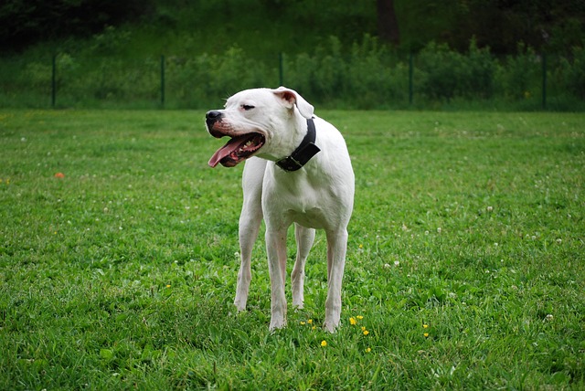 Dogo Argentino steht auf einer grünen Wiese und hechelt mit leicht geöffnetem Maul.