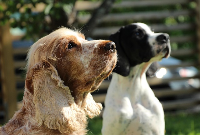 Englischer Pointer und ein Spaniel im Profil, sitzend in einem Garten.