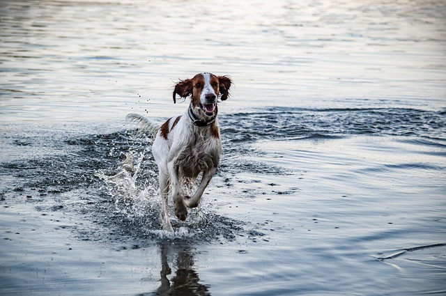 Englischer Setter läuft durch flaches Wasser, spritzend und voller Energie.