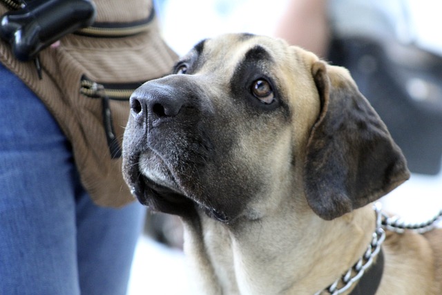 Fila Brasileiro mit schwarzer Maske blickt aufmerksam nach oben, im Hintergrund sind Menschen und eine Tasche zu sehen.