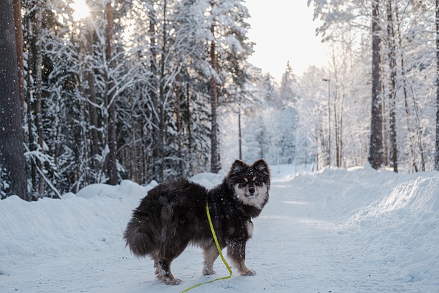 Finnischer Lapphund im verschneiten Wald – Spaziergang auf einem schneebedeckten Weg bei Sonnenlicht.