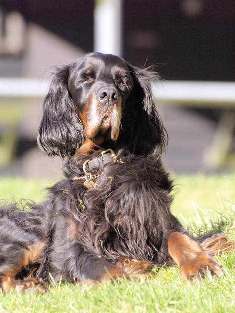 Ein Gordon Setter entspannt sich in der Sonne auf einer grünen Wiese.