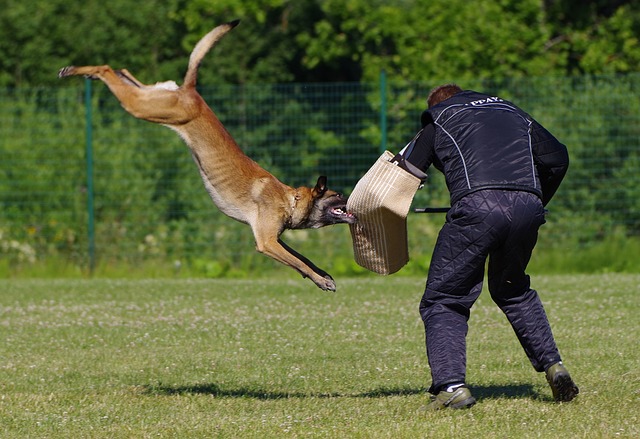 Ein Malinois im Schutzdienst-Training springt dynamisch auf einen Helfer mit Schutzarm zu.