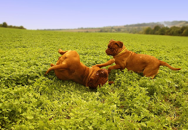 Molosser beim Spielen – zwei kräftige Hunde tollen fröhlich auf einer grünen Wiese herum.