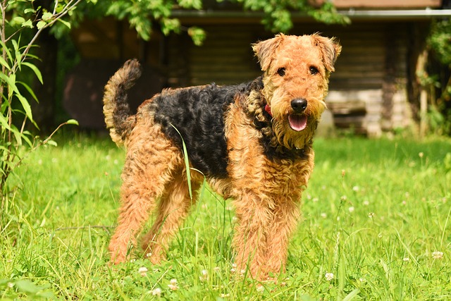 Ein Airedale Terrier steht auf einer Wiese und blickt freundlich in die Kamera.