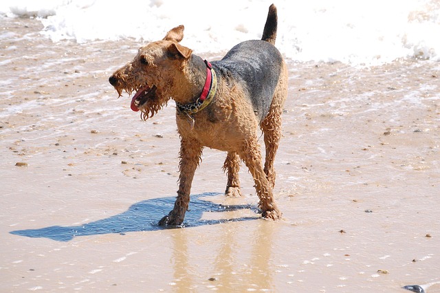 Ein Airedale Terrier steht nass und voller Sand am Strand, während die Wellen im Hintergrund rauschen.