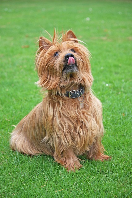 Ein Australian Terrier mit zotteligem, rötlich-braunem Fell sitzt auf einer grünen Wiese und leckt sich über die Nase.