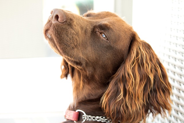 Ein Boykin Spaniel mit glänzendem, braunem Fell hebt stolz seinen Kopf und blickt mit leicht geschlossenen Augen in die Ferne. Sein langes, gewelltes Ohrfell fällt sanft über die Seite seines Gesichts.