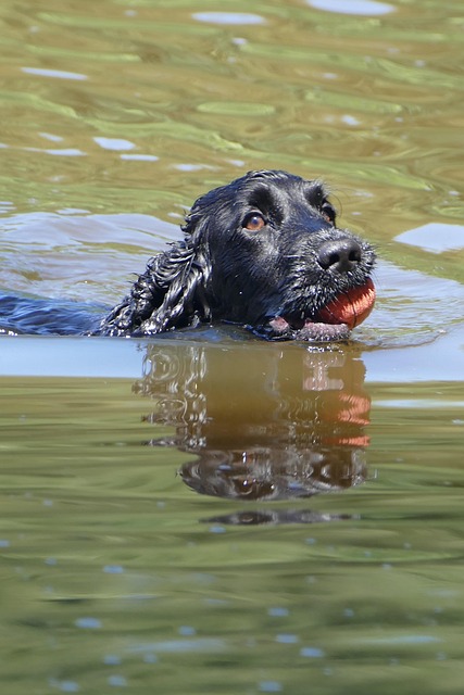 Ein Boykin Spaniel schwimmt im Wasser mit einem roten Ball im Maul. Sein nasses, dunkles Fell glänzt im Sonnenlicht, während sich sein Gesicht im Wasser spiegelt.