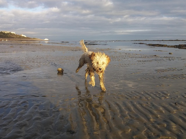 Ein lebhafter Cockapoo rennt voller Freude durch das flache Wasser am Strand, während die Abendsonne die Landschaft in goldenes Licht taucht.