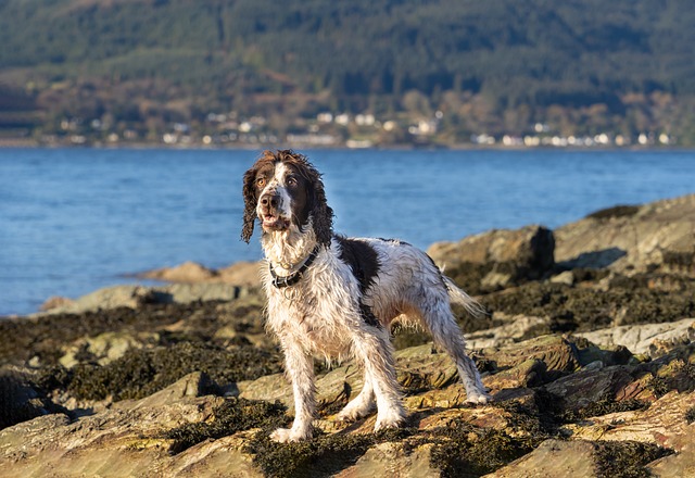 English Springer Spaniel mit nassem, weiß-braunem Fell steht auf einer felsigen Küstenlandschaft. Im Hintergrund erstreckt sich ein See oder Meer mit einer kleinen Stadt und bewaldeten Hügeln. Der Hund blickt aufmerksam in die Ferne, während die Sonne sein Fell zum Leuchten bringt.