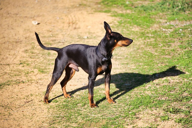 Ein Englischer Toy Terrier mit schwarzem Fell und braunen Abzeichen steht aufmerksam auf einem Feldweg.