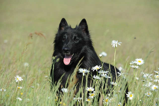 Ein schwarzer Groenendael sitzt inmitten einer blühenden Wiese mit weißen Gänseblümchen, sein Blick ist aufmerksam und freundlich.