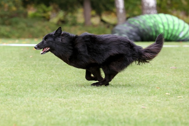 Ein schwarzer Groenendael sprintet mit voller Geschwindigkeit über eine grüne Wiese, sein Körper tief nach vorne gestreckt. Im Hintergrund ist ein grüner Agility-Tunnel zu sehen.