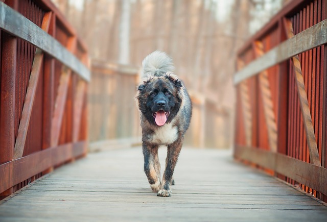 Kaukasischer Schäferhund läuft mit fröhlichem Ausdruck über eine Holzbrücke in herbstlicher Waldlandschaft.