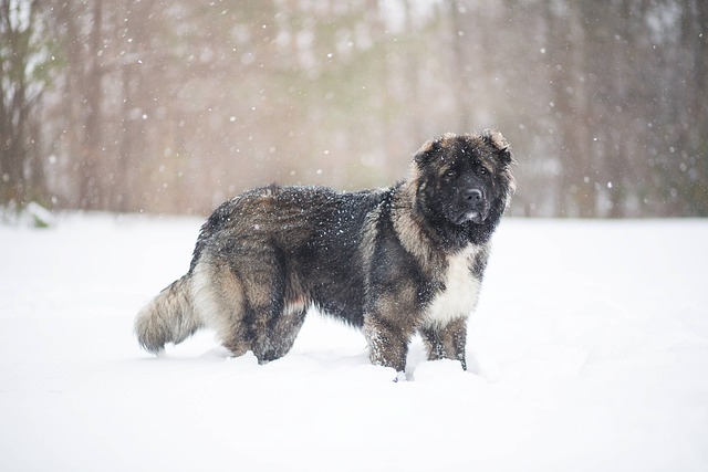 Kaukasischer Schäferhund steht aufmerksam im verschneiten Wald, während sanfte Schneeflocken fallen.