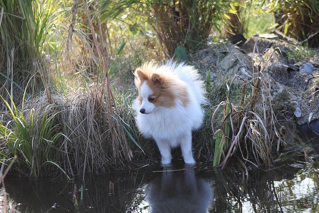 Ein Kleinspitz steht am Wasser und betrachtet sein Spiegelbild.