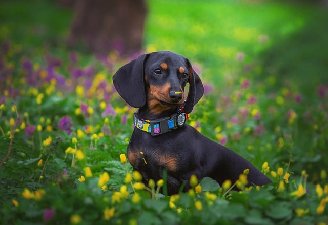 Kurzhaardackel mit schwarzem Fell sitzt inmitten einer bunten Blumenwiese und blickt aufmerksam.