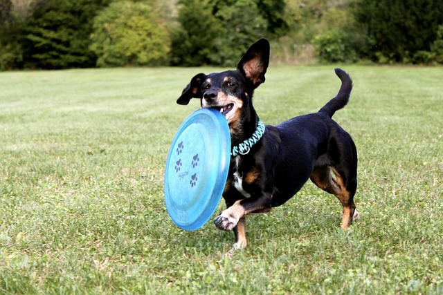 Kurzhaardackel rennt über eine Wiese und trägt eine blaue Frisbee im Maul.