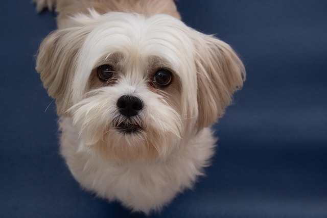 Ein Lhasa Apso mit weichem, langem weiß-beigem Fell blickt mit großen, dunklen Augen direkt in die Kamera. Der Hintergrund ist ein schlichtes, dunkles Blau.