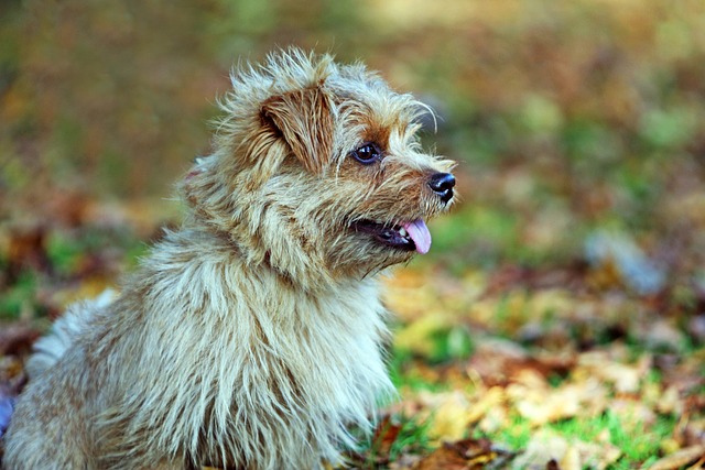 Ein Norwich Terrier mit zotteligem, hellbraunem Fell sitzt auf einer herbstlichen Wiese mit buntem Laub. Der Hund blickt aufmerksam zur Seite, die Zunge leicht herausgestreckt.
