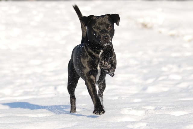 Ein schwarzer Patterdale Terrier läuft durch den Schnee, während er energisch nach vorne springt.
